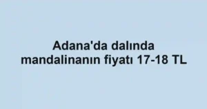 Adana'da dalında mandalinanın fiyatı 17-18 TL
