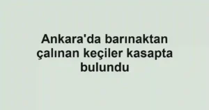 Ankara'da barınaktan çalınan keçiler kasapta bulundu