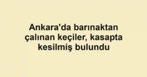 Ankara'da barınaktan çalınan keçiler, kasapta kesilmiş bulundu