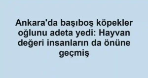 Ankara'da başıboş köpekler oğlunu adeta yedi: Hayvan değeri insanların da önüne geçmiş