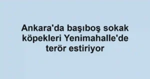 Ankara'da başıboş sokak köpekleri Yenimahalle'de terör estiriyor