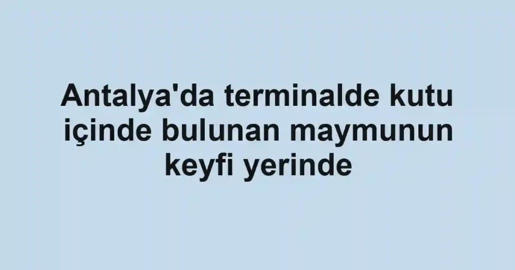 Antalya'da terminalde kutu içinde bulunan maymunun keyfi yerinde