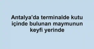 Antalya'da terminalde kutu içinde bulunan maymunun keyfi yerinde
