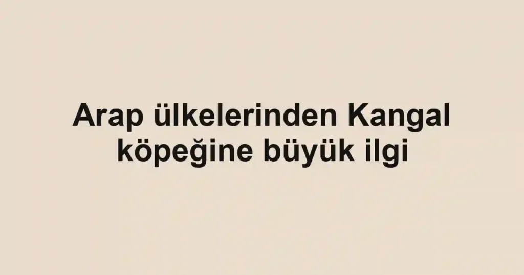 Arap ülkelerinden Kangal köpeğine büyük ilgi