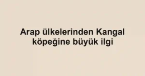 Arap ülkelerinden Kangal köpeğine büyük ilgi