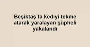 Beşiktaş’ta kediyi tekme atarak yaralayan şüpheli yakalandı