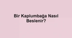 Bir Kaplumbağa Nasıl Beslenir?