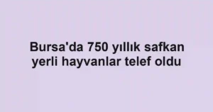 Bursa'da 750 yıllık safkan yerli hayvanlar telef oldu