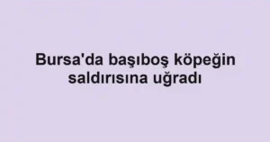 Bursa'da başıboş köpeğin saldırısına uğradı