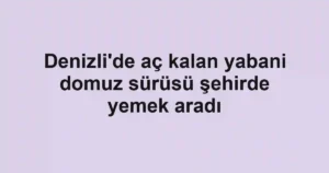 Denizli'de aç kalan yabani domuz sürüsü şehirde yemek aradı