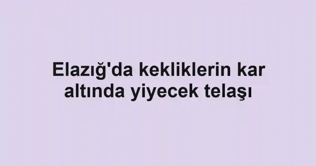 Elazığ'da kekliklerin kar altında yiyecek telaşı