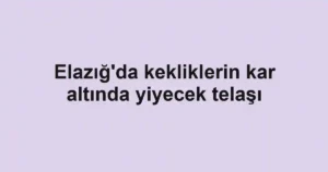 Elazığ'da kekliklerin kar altında yiyecek telaşı