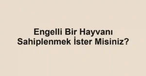 Engelli Bir Hayvanı Sahiplenmek İster Misiniz?