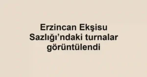 Erzincan Ekşisu Sazlığı’ndaki turnalar görüntülendi