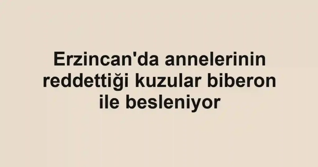 Erzincan'da annelerinin reddettiği kuzular biberon ile besleniyor