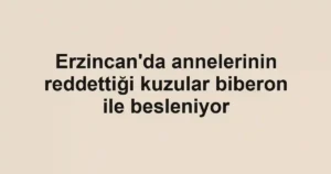 Erzincan'da annelerinin reddettiği kuzular biberon ile besleniyor