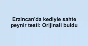 Erzincan'da kediyle sahte peynir testi: Orijinali buldu