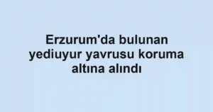 Erzurum'da bulunan yediuyur yavrusu koruma altına alındı