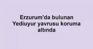 Erzurum'da bulunan Yediuyur yavrusu koruma altında