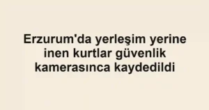 Erzurum'da yerleşim yerine inen kurtlar güvenlik kamerasınca kaydedildi
