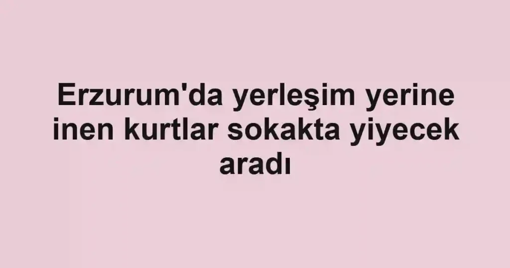 Erzurum'da yerleşim yerine inen kurtlar sokakta yiyecek aradı