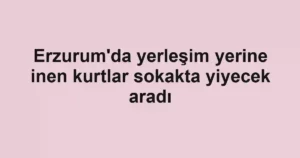 Erzurum'da yerleşim yerine inen kurtlar sokakta yiyecek aradı