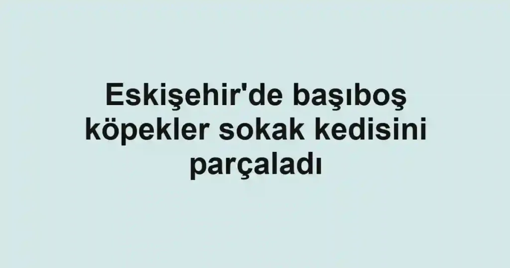 Eskişehir'de başıboş köpekler sokak kedisini parçaladı