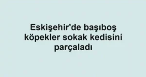 Eskişehir'de başıboş köpekler sokak kedisini parçaladı