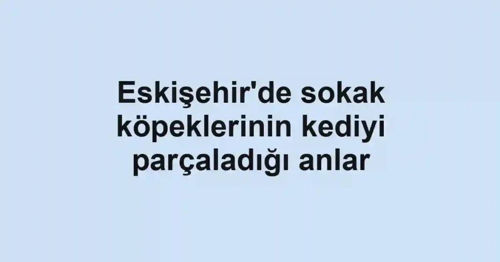 Eskişehir'de sokak köpeklerinin kediyi parçaladığı anlar