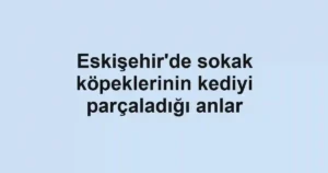 Eskişehir'de sokak köpeklerinin kediyi parçaladığı anlar