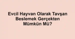 Evcil Hayvan Olarak Tavşan Beslemek Gerçekten Mümkün Mü?
