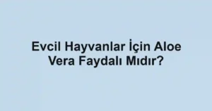 Evcil Hayvanlar İçin Aloe Vera Faydalı Mıdır?