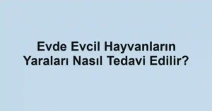Evde Evcil Hayvanların Yaraları Nasıl Tedavi Edilir?