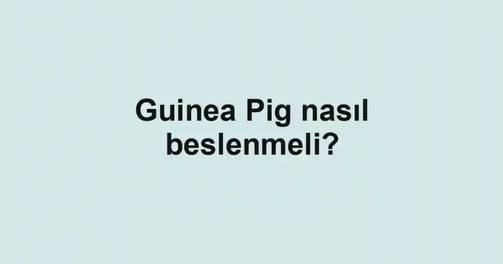 Guinea Pig nasıl beslenmeli?