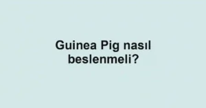 Guinea Pig nasıl beslenmeli?