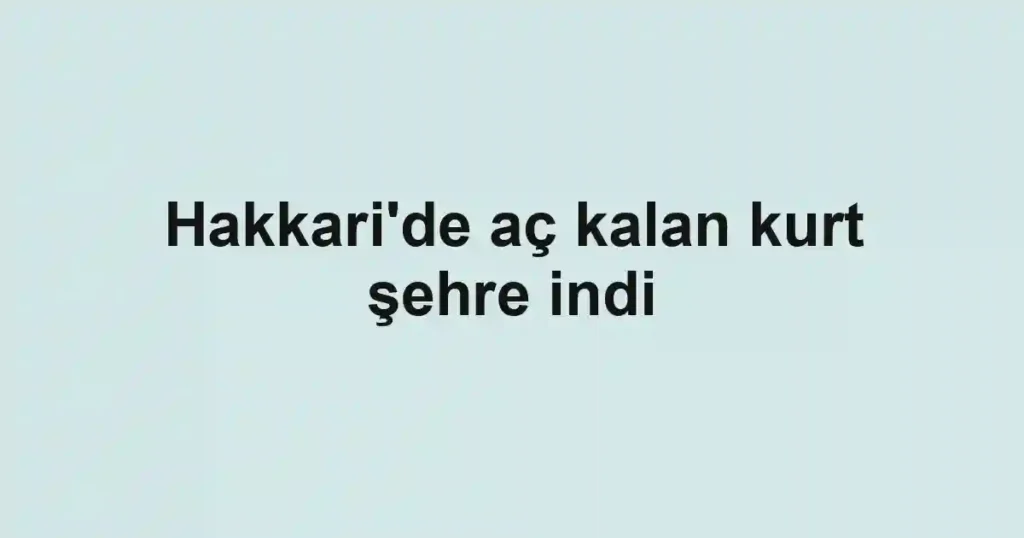 Hakkari'de aç kalan kurt şehre indi