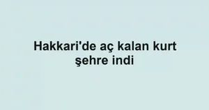 Hakkari'de aç kalan kurt şehre indi