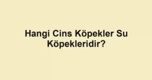 Hangi Cins Köpekler Su Köpekleridir?