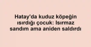 Hatay'da kuduz köpeğin ısırdığı çocuk: Isırmaz sandım ama aniden saldırdı