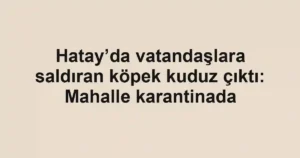 Hatay’da vatandaşlara saldıran köpek kuduz çıktı: Mahalle karantinada