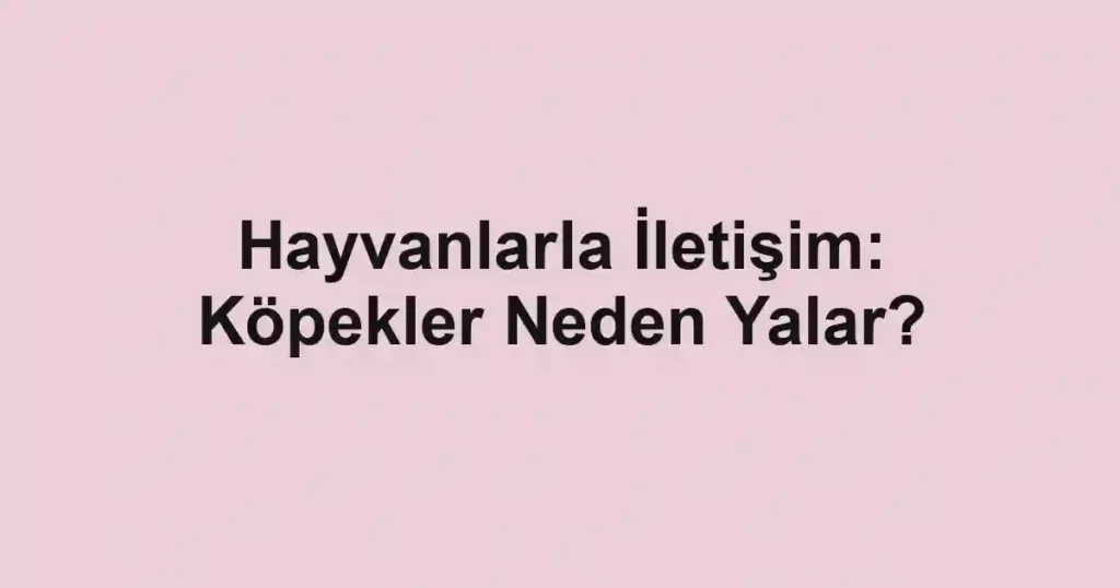 Hayvanlarla İletişim: Köpekler Neden Yalar?