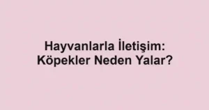 Hayvanlarla İletişim: Köpekler Neden Yalar?