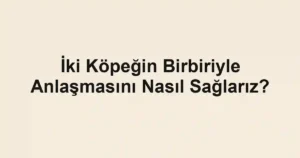 İki Köpeğin Birbiriyle Anlaşmasını Nasıl Sağlarız?