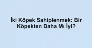 İki Köpek Sahiplenmek: Bir Köpekten Daha Mı İyi?