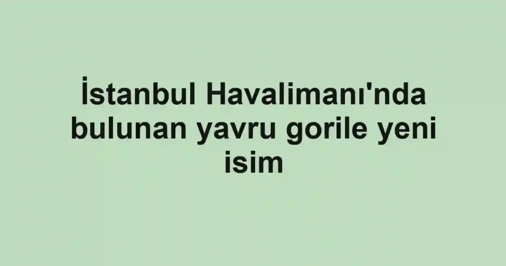 İstanbul Havalimanı'nda bulunan yavru gorile yeni isim