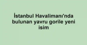 İstanbul Havalimanı'nda bulunan yavru gorile yeni isim