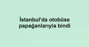 İstanbul'da otobüse papağanlarıyla bindi