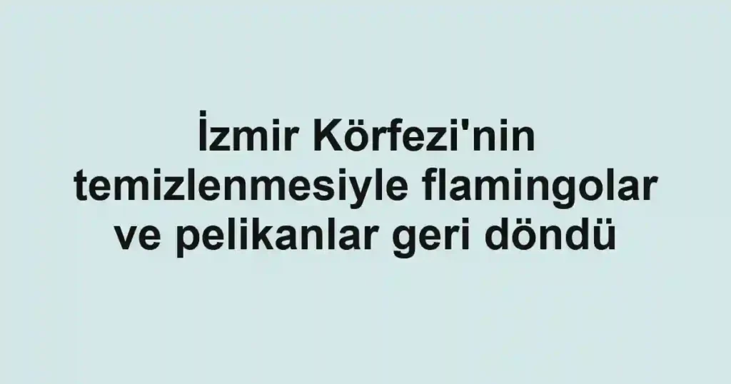 İzmir Körfezi'nin temizlenmesiyle flamingolar ve pelikanlar geri döndü