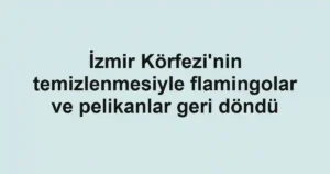 İzmir Körfezi'nin temizlenmesiyle flamingolar ve pelikanlar geri döndü