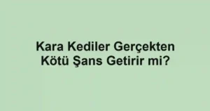 Kara Kediler Gerçekten Kötü Şans Getirir mi?